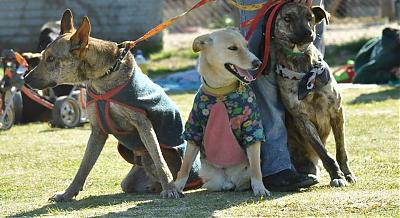 Foto de serenacampito